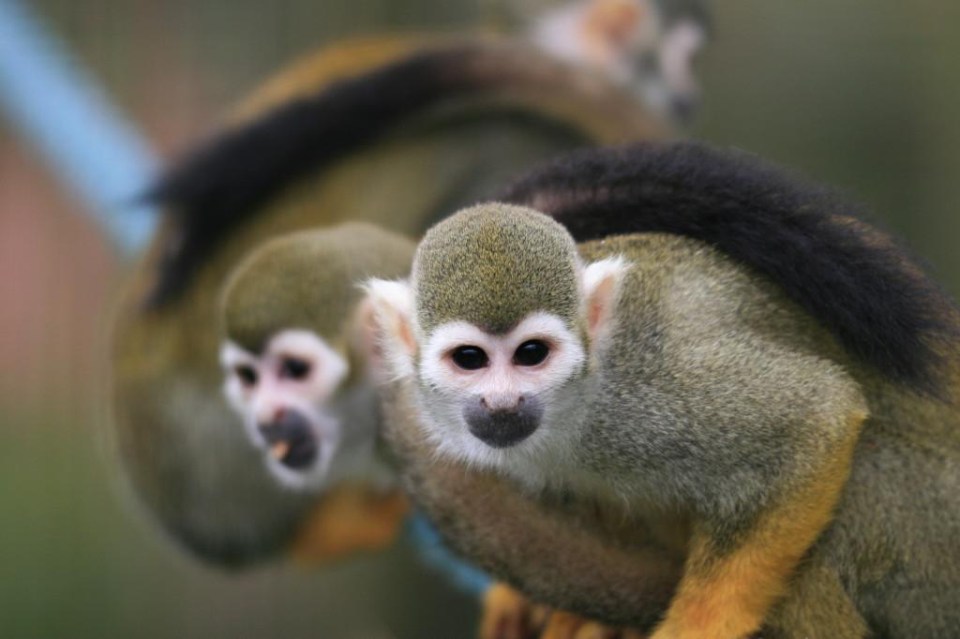 A squirrel monkey was found decomposed behind a radiator