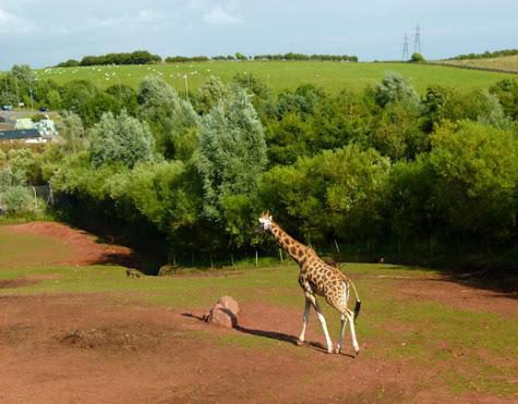 A giraffe was shot by keeper after collapsing