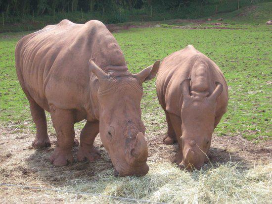 Rhino Indiana was killed by fellow beast