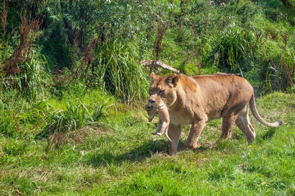 Healthy lion cubs were put down due to lack of room