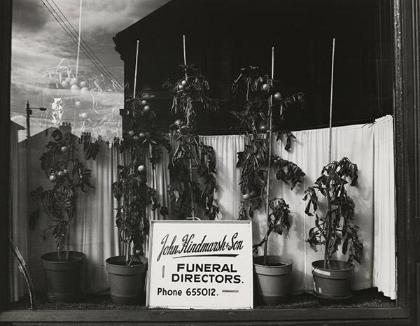  ‘John Hindmarsh & Son, Funeral Directors’, Raby Street, 1974'. A Byker funeral director uses his shop window to grow tomatoes in pots