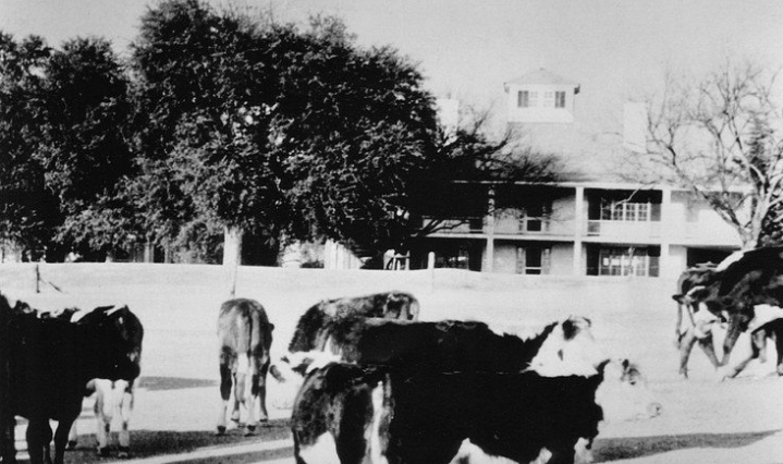  Cows were used to keep the grass short at Augusta during World War II