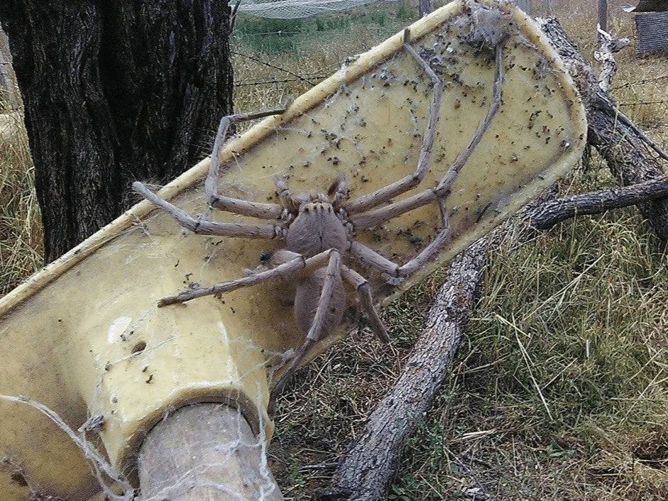 The plate-sized spiders hunt for their food and feast on a diet of lizards and insects