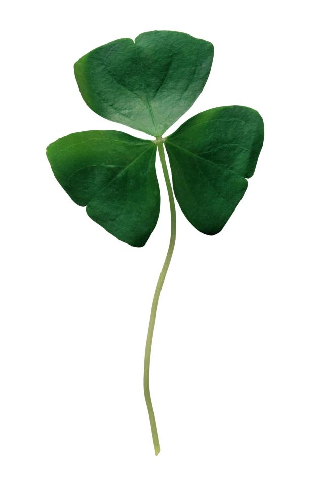  The three-leaved clover has been linked with the Irish celebration for centuries