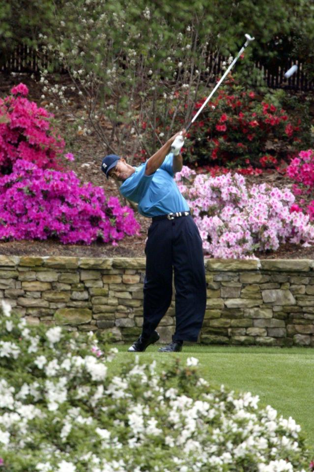  Tiger Woods drives off with a bed of azaleas in the background