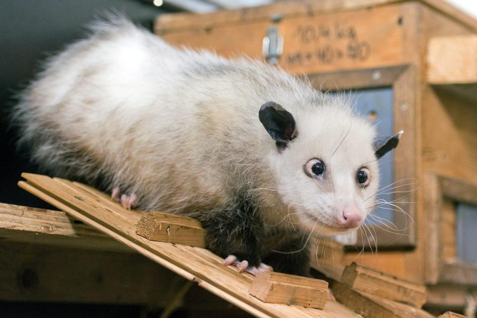  The three smuggled opossums are believed to be on the loose in the UK. File picture