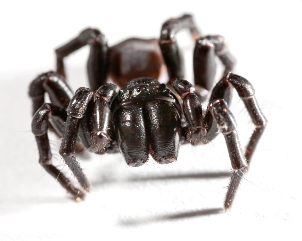  The Funnel Web spider looks terrifying and is highly poisonous