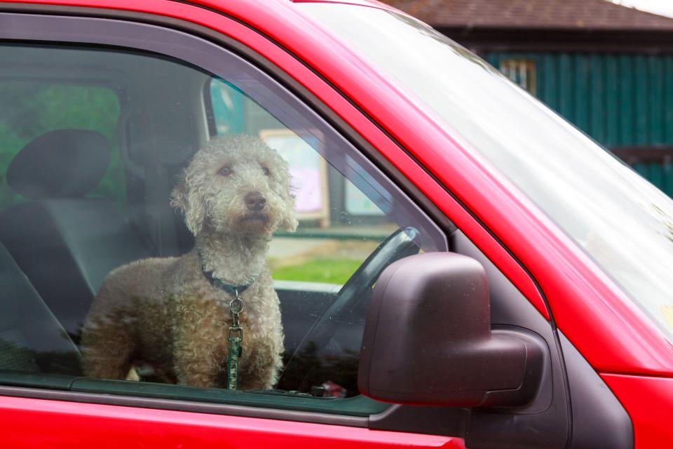  Barking.. A family sold their car and forgot their dog was still inside (picture posed by dog model)