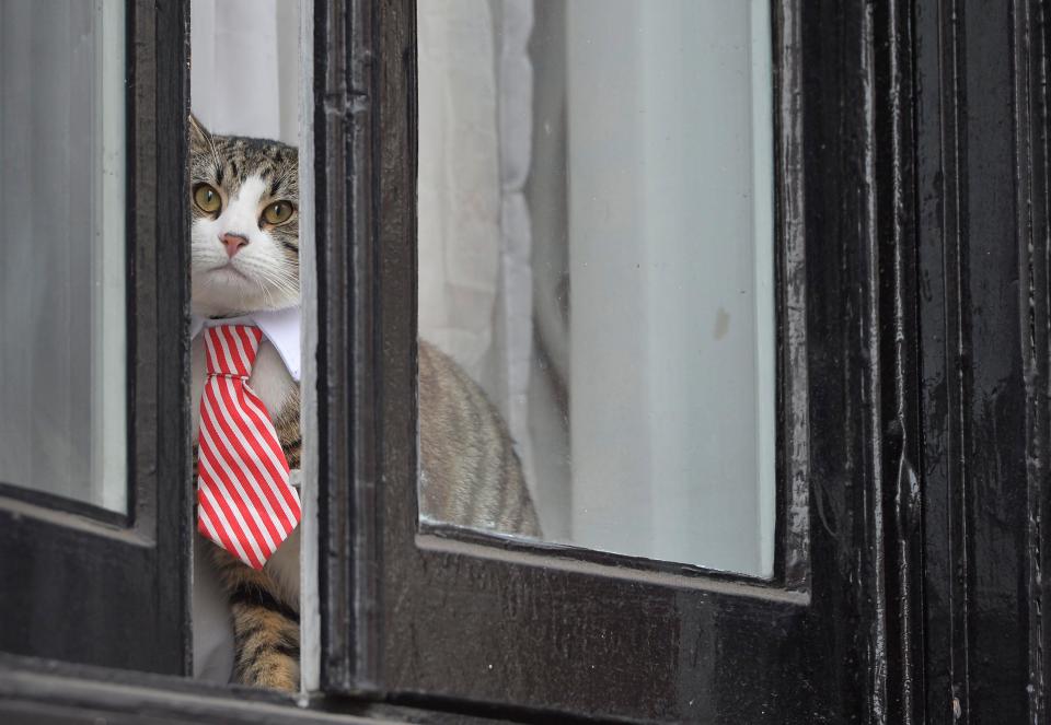  Assange lives at the Embassy with his cat, spotted here wearing a tie