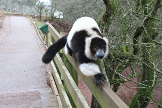  One disgruntled visitor said that the enclosures need to be closed down as the animals look miserable and are being kept in poor conditions