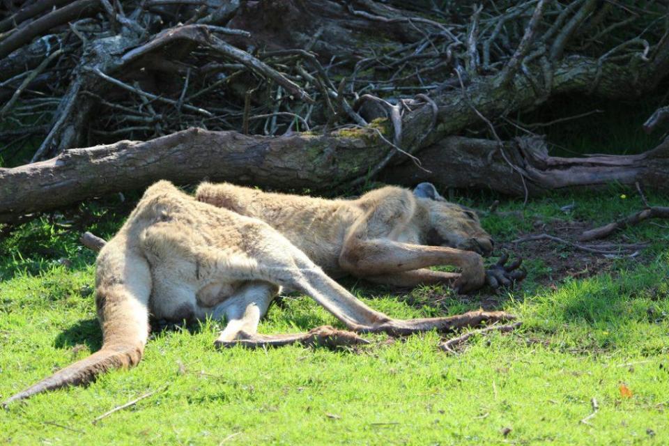  Another took to TripAdvisor to warn people from visiting the enclosure and insisting that it should be closed down