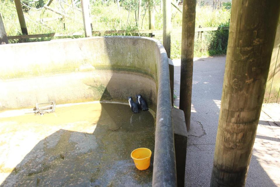  The Sun visited the zoo and found that while the penguins had plenty of water, it was all muddy