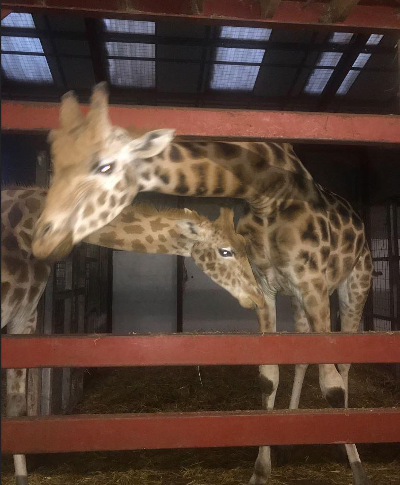  A giraffe died of suspected E.coli poisoning at the South Lakes Safari Zoo