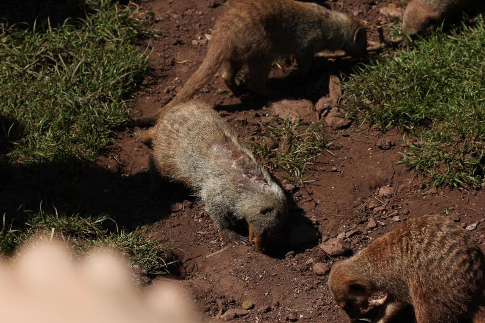  An inspection found a meerkat with skin problems among the many care-deprived animals