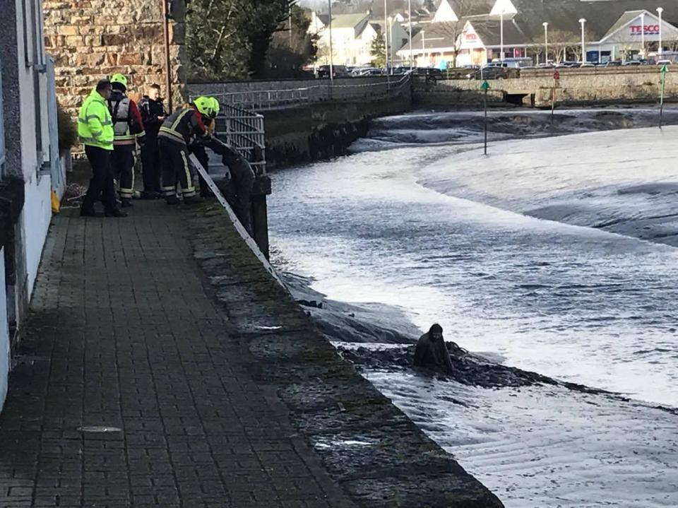  Rescuers admitted it took the pair some time to climb the ladder