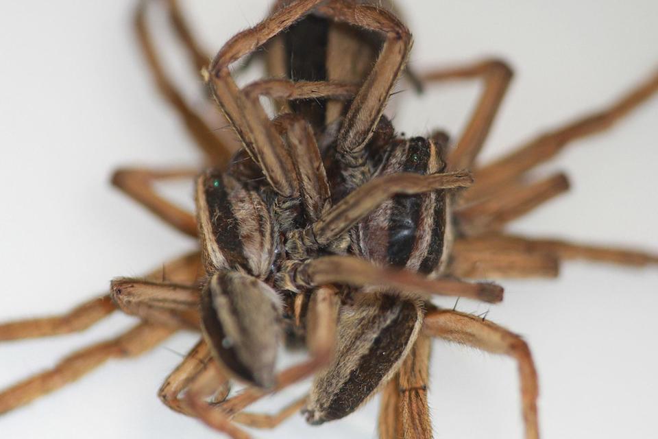  This horrific image shows three spiders enjoying a threesome