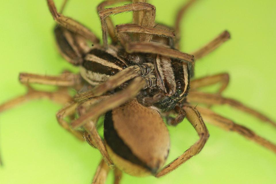  Sadly, one of the male spider will probably be eaten after sex