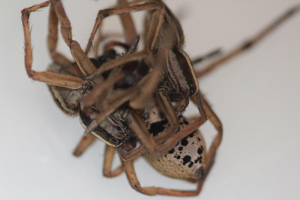  Female wolf spiders have two sexual organs, which means both men are able to have sex with ladies at the same time