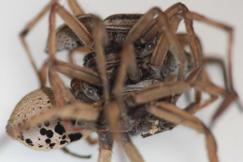  Threesomes help one of the male spiders to escape their threesome without it ending in disaster