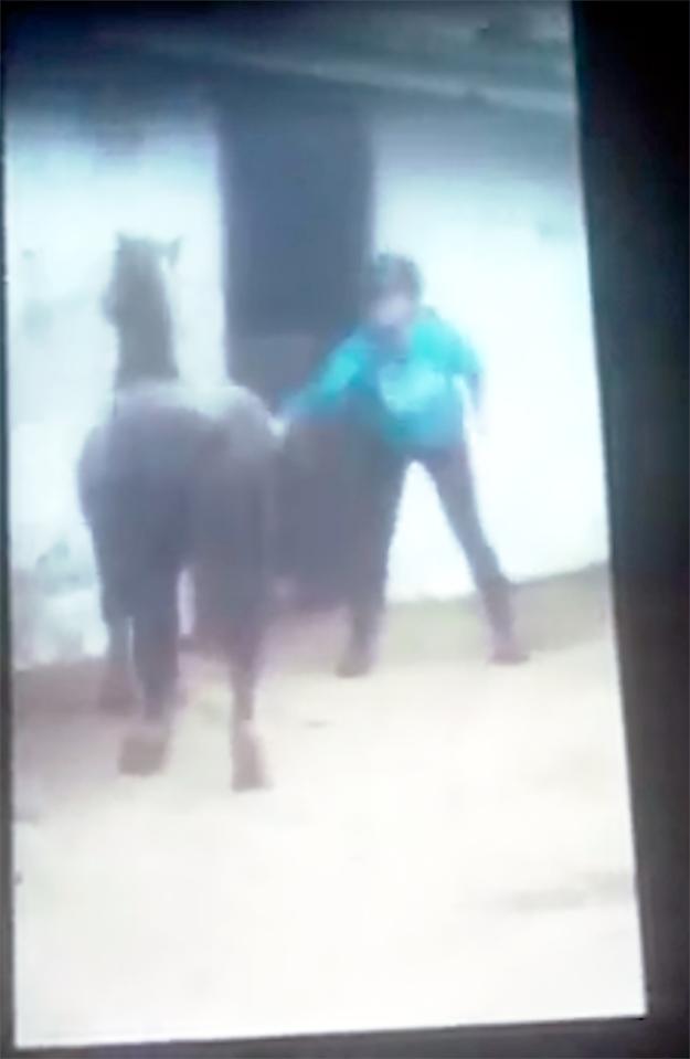  The cruel teenager begins whipping the tethered horse repeatedly