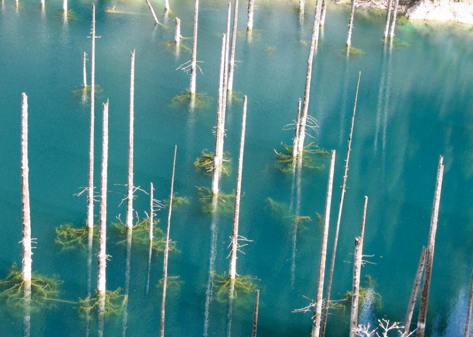 A bird's eye view of the forest, which was created as a result of a devastating earthquake in 1911