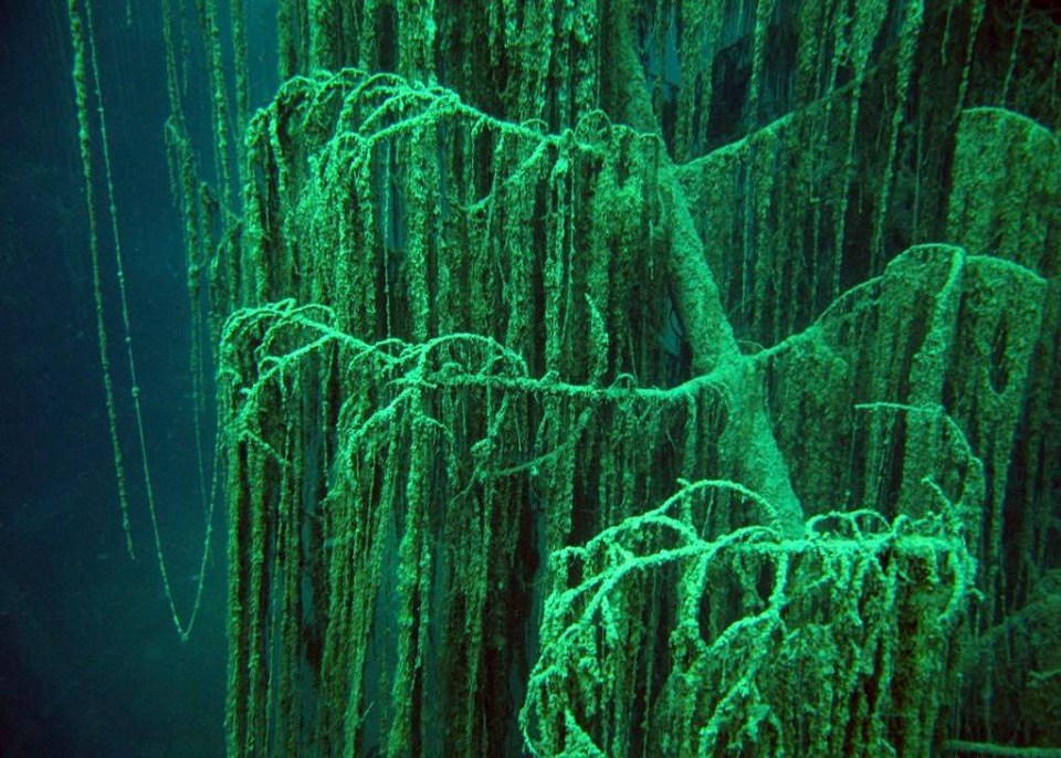 Amazingly, the trees remain intact. Trees in other submerged forests usually rot or are broken down