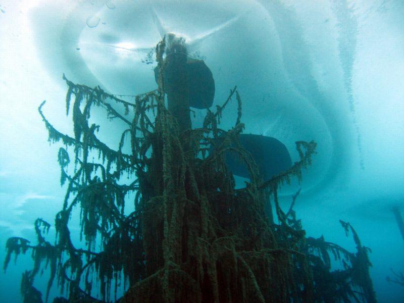 The branches of the trees are now wrapped in winds after more than a century submerged