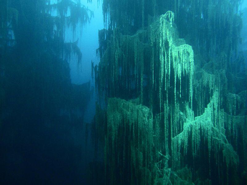 The colour of the lake and the submerged trees create an almost alien scene