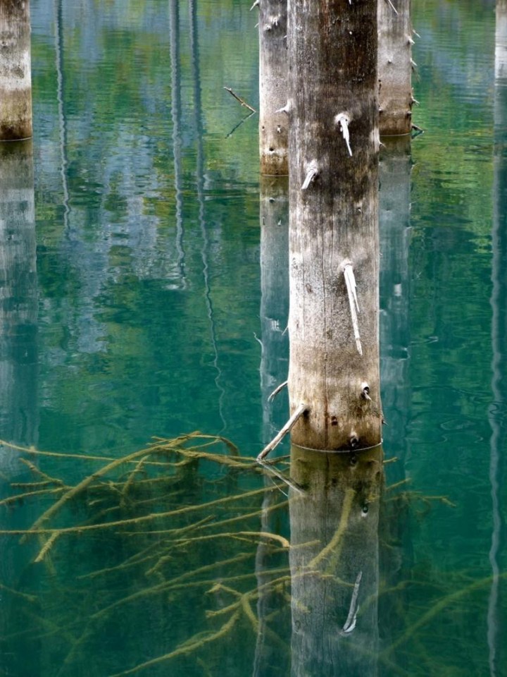 The trees are remarkably well-preserved by the extreme cold of the lake