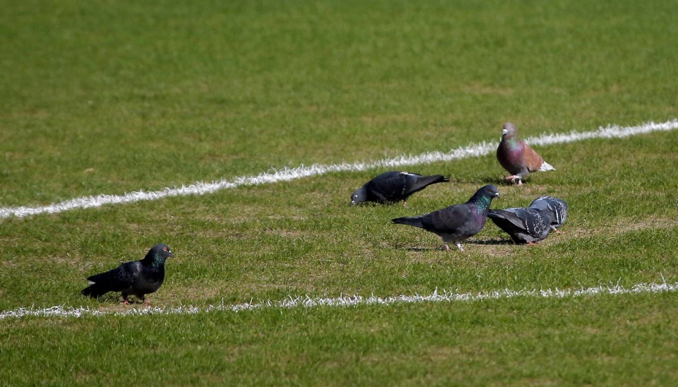 Pigeons were spotted pecking away at the Olimp-2 surface