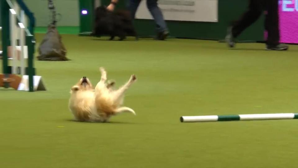  The pooch quickly got back on his feet to continue the course at the speed of lightening