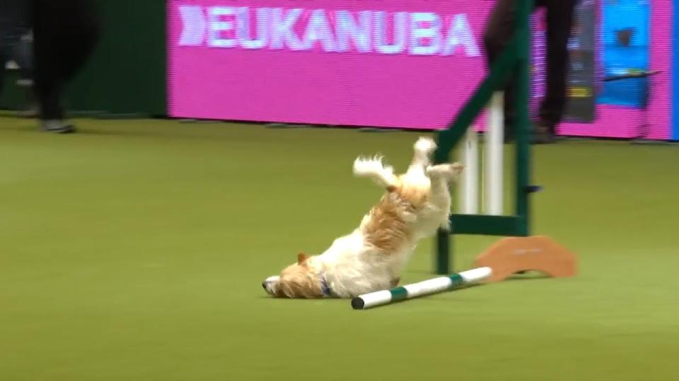  Olly the Jack Russell face-planted while he took part in the agility rounds at Crufts