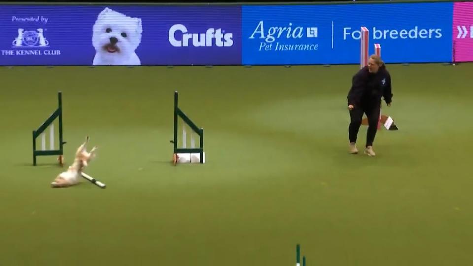  The former rescue dog took part in the agility rounds at the arena with his handler Karen