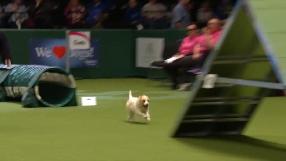  At one point the pooch goes the wrong way through the tunnel