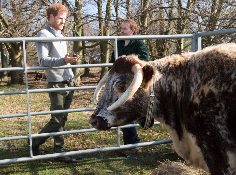 Prince Harry meets Lucky, a rare English longhorn cow, during a visit to a conservation project