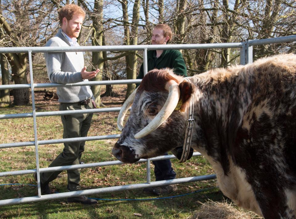  Prince Harry meets Lucky, a rare English longhorn cow, during a visit to a conservation project