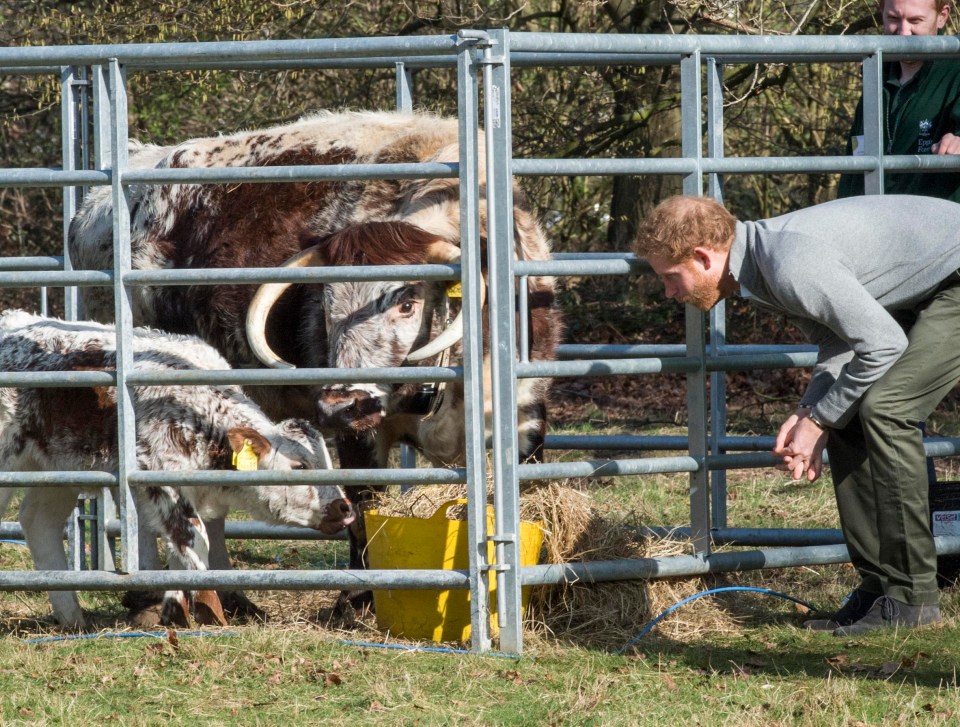 Harry met Lucky’s calf as learned about the tradition of using grazing cattle to help keep pastures open in the forest