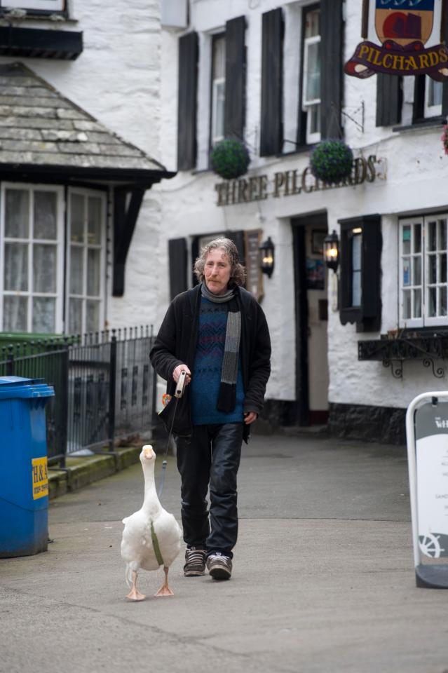  Taking the lead ... Sasha the Sebastopol goose loves his walks with owner Nick