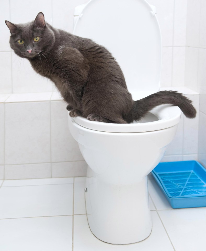 Would a toilet trained cat impress you?