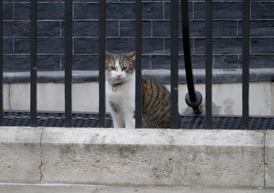  Larry the cat watched as the Cabinet ministers walked up Downing Street this morning on a momentous day