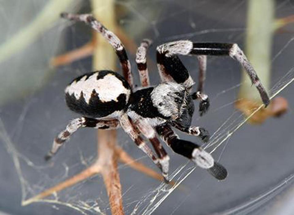  Let's hope spiders like this one don't decide to chow down on humanity