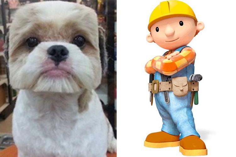  Shih Tzu is ready for a role on kids’ telly