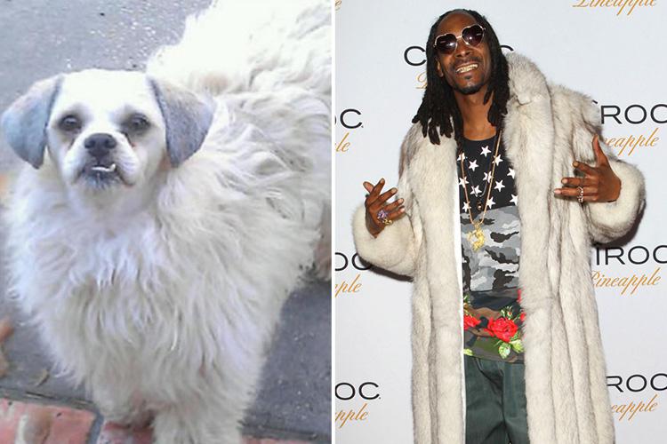  Cute dog goes all gangsta as he imitates rap star