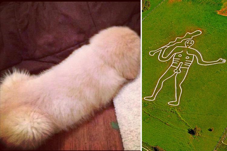  Fur ball looks like Cerne Abbas Giant’s rude bits