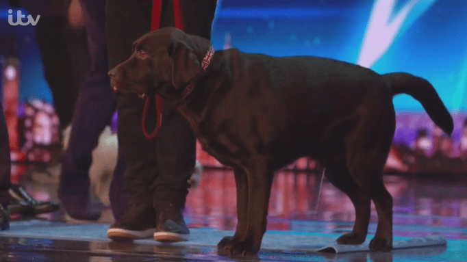 The excitement was all a bit too much for his chocolate Labrador who relieved himself on stage 