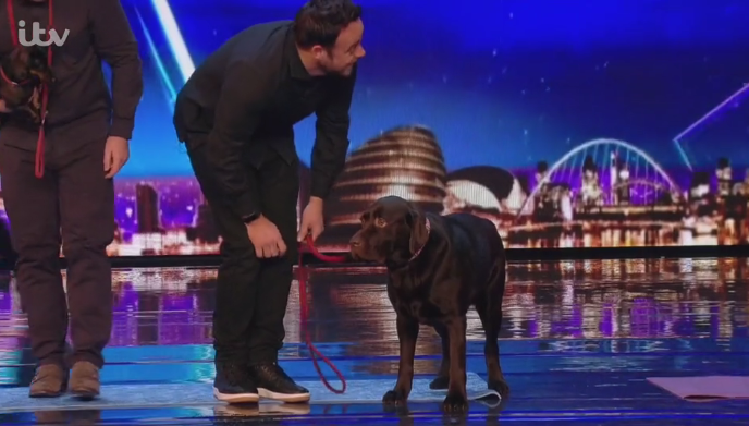 Ant decided to give the doga session a miss after his dog peed on stage 