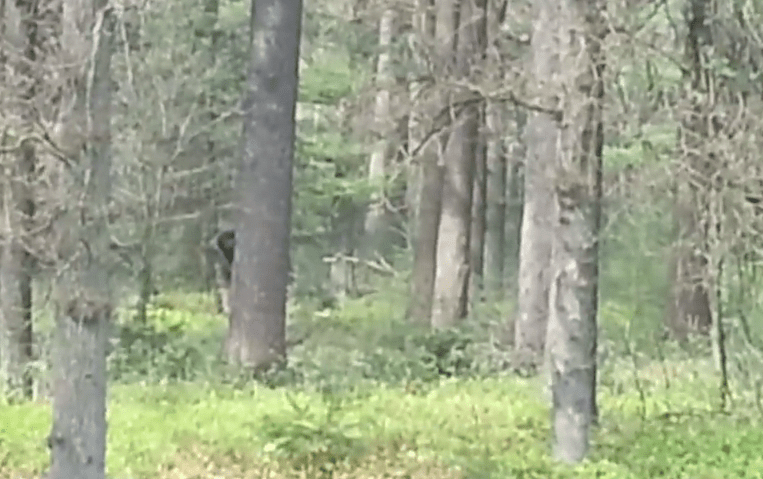  The sasquatch like feature was filmed in a Dutch national park by two youngsters