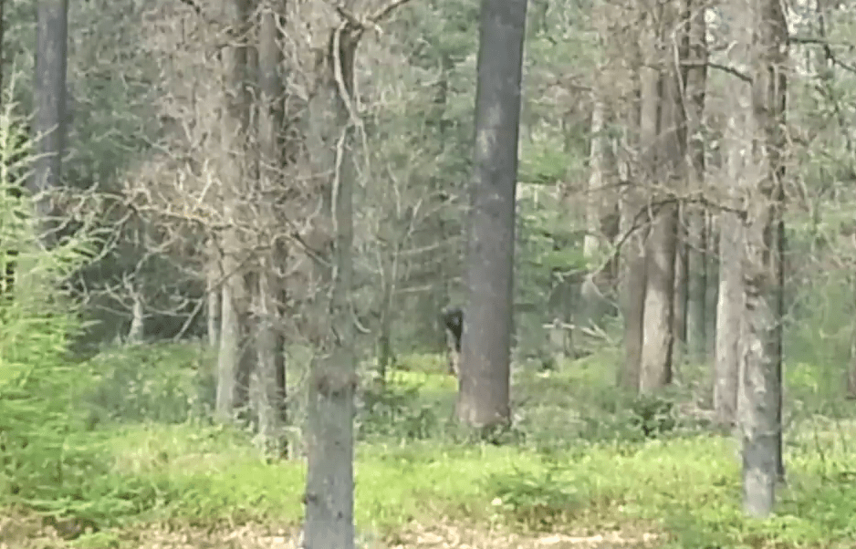  Footage has emerged from Holland which some people believe shows Bigfoot