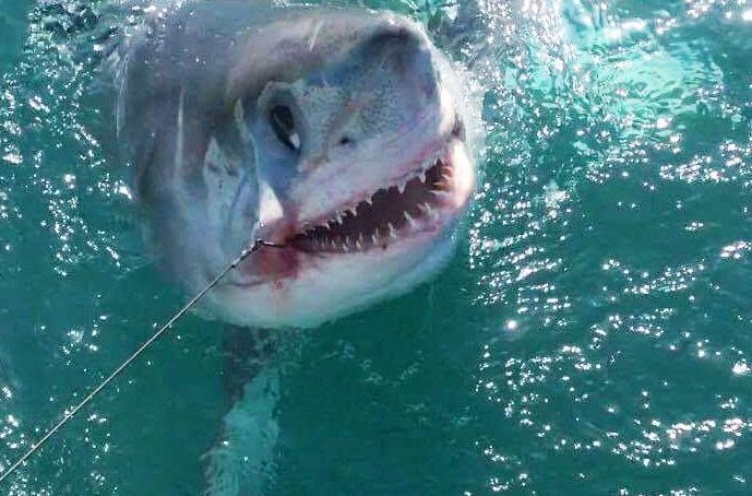 The monster Porbeagle shark was caught by two fisherman near Cornwall