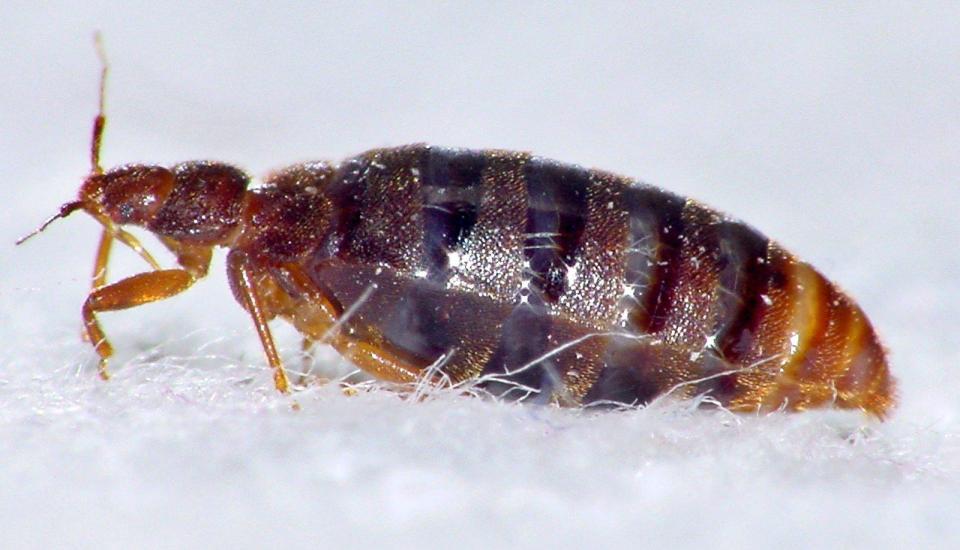  Bed bug numbers are growing exponentially in the UK, it has been warned